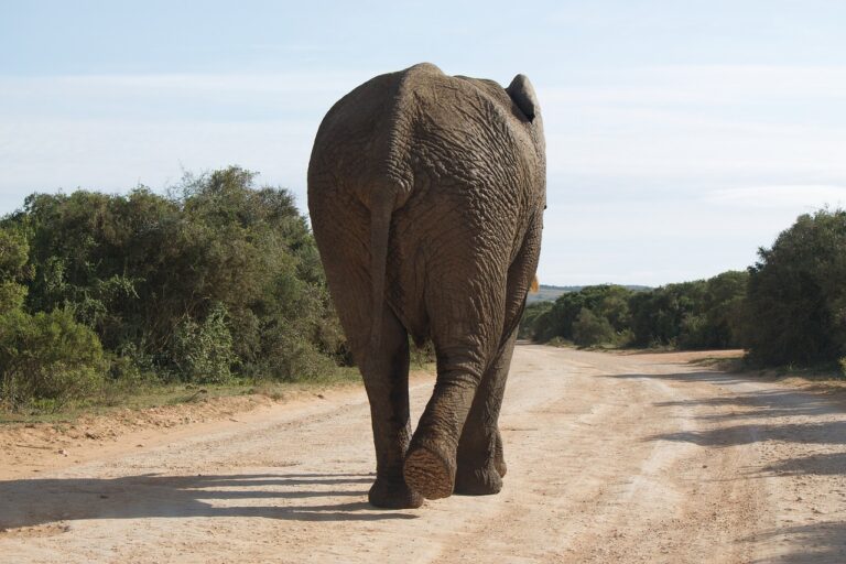 The Impact of Environmental Policies on Car Fleet Management Strategies: Bet book 250.com, Radhe exchange login, Yolo247 club login