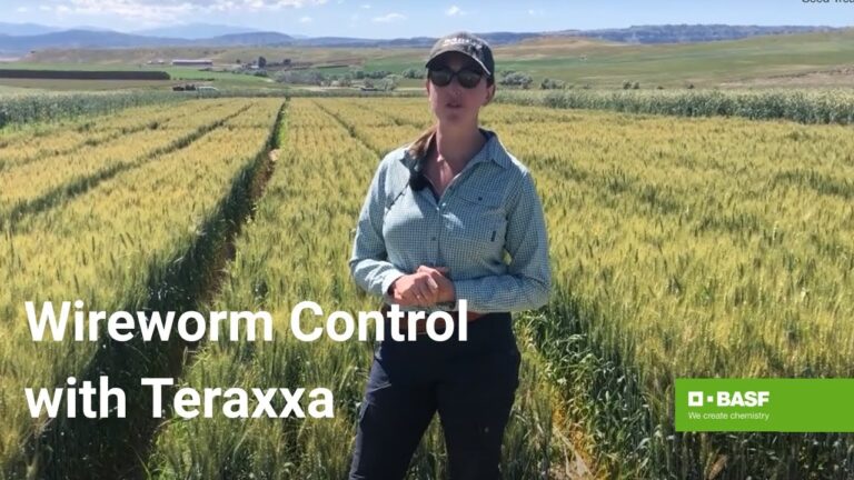 Reddy Book 247 Review – A Comprehensive Look at the Safe & Secure Online Betting Platform